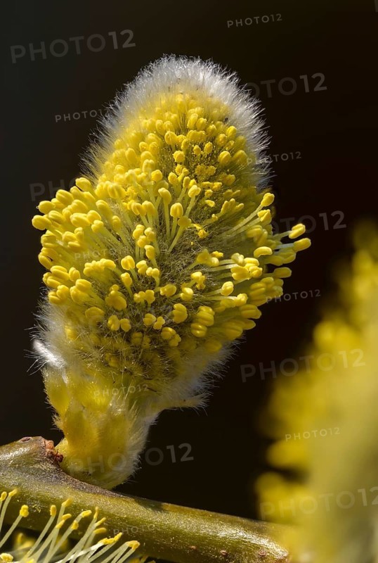 Hanging sage, kitten willow, palm willow, saal willow, salicaceae, salix caprea, salwillow, willow, tree, trees, flora, spring, goat willow, great sallow, tall format, plants, plants, pussy willow, spring, tree