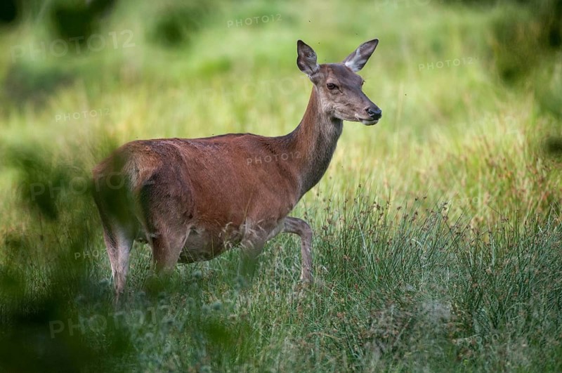 Artiodactyla, Cervus Elaphus, even-toed ungulate, cloven-hoofed, red deer, red deer, female, deer, mammals, mammals, female