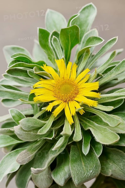 Coastal sand star or ducat flower (Pallenis maritima), flower, Algarve, Portugal