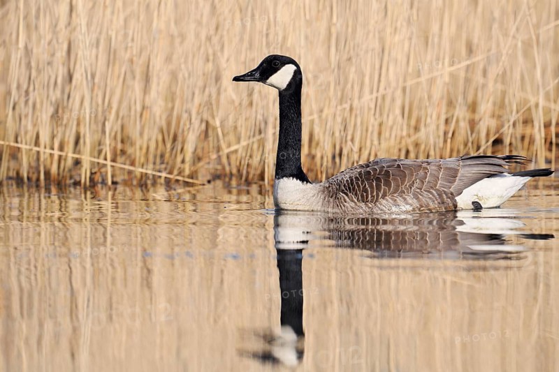 Canada goose (Branta canadensis), swimming, North Rhine-Westphalia, Germany