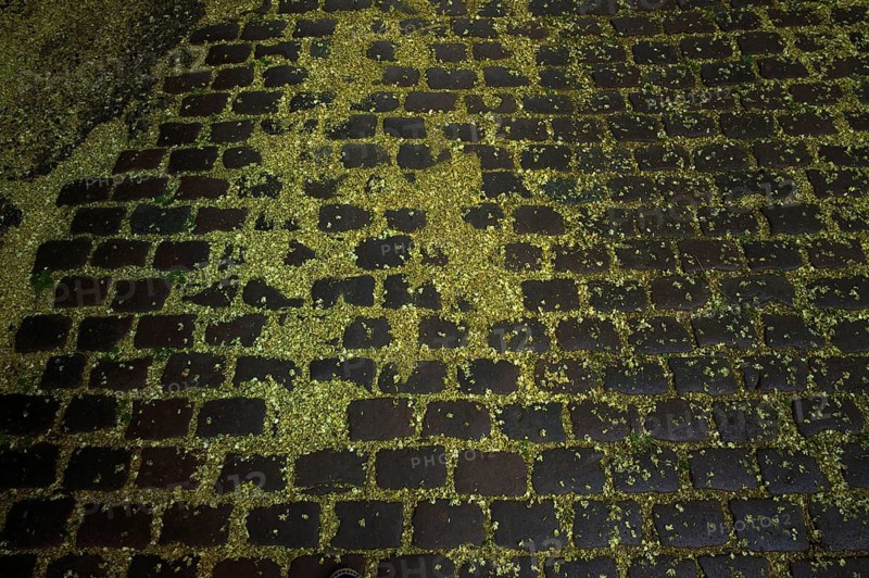 Cobblestones, street strewn with blossoms, pollen, the Japanese string tree, also honey tree, pearl string tree, pagoda tree, rosary tree. Stuttgart, Baden-Württemberg, Germany