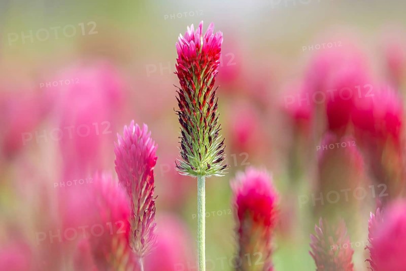 Crimson clover, Italian clover (Trifolium incarnatum) annual plant native to Atlantic and southern Europe, used as forage crop for cattle