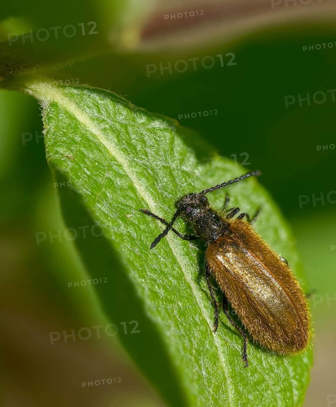 Former woolly beetles, lagria atripes, woolly beetles, beetles, coleoptera, high size, vertical format, insects, beetles