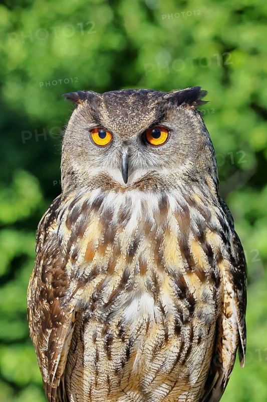 Eurasian eagle-owl (Bubo bubo), animal portrait, Rhineland-Palatinate, Germany