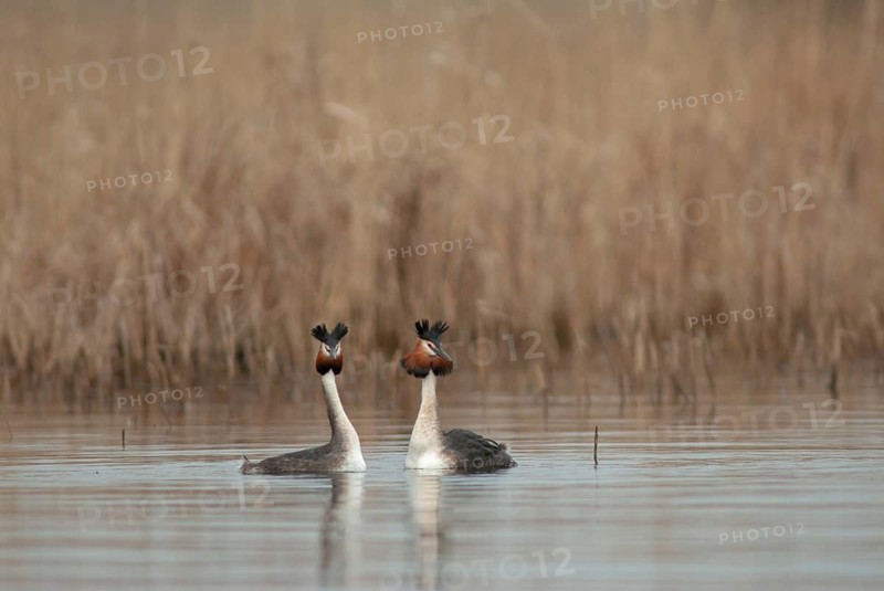 Great crested grebe, podiceps cristatus, courtship, courtship display, grebe, podicipedidae, diver, birds, waterbirds