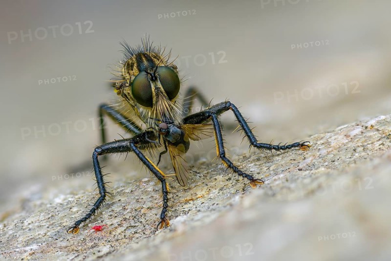 Mountain predator, Didysmachus picipes, predatory fly, slender bristle predatory fly, Slender black-footed robber fly, diptera, insects, males, two-winged birds