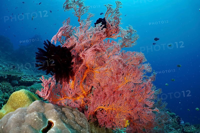 Red fan coral (Melithaea ochracea) underwater in the blue sea, the atmosphere is calm and fascinating. Dive site: Crystal Bay, Nusa Ceningan, Nusa Penida, Bali, Indonesia