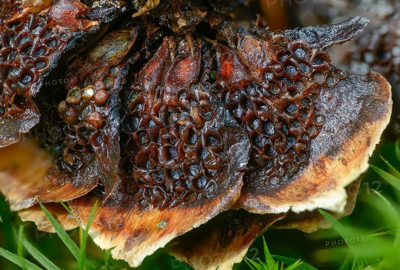 Aecidium strobilinum, cherry spruce rust, spruce cone grape cherry rust, spruce cone rust, perichaena strobilina, pucciniales, pucciniastrum areolatum, rust mushrooms, thekopsora areolata, thekopsora padi, grape cherry rust, fungi, fungi, mushrooms