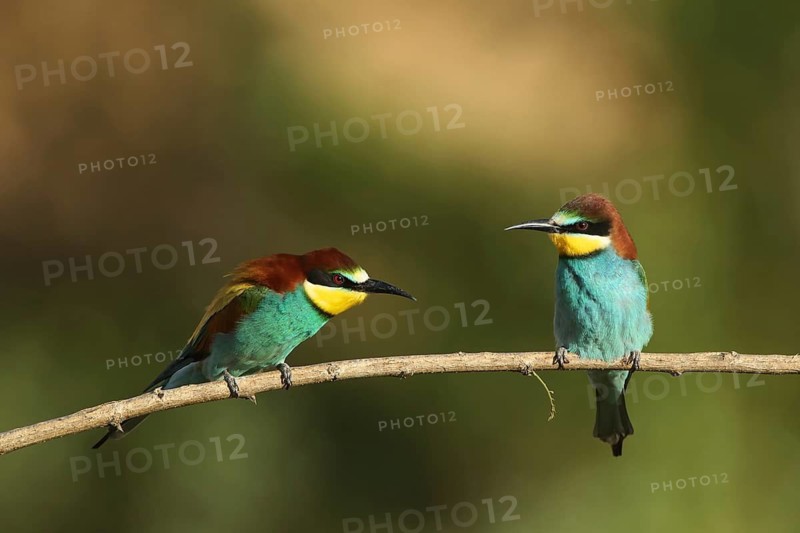 Two bee-eaters are perched on a branch, chatting, bee-eaters (Merops apiaster), Palatinate, Germany
