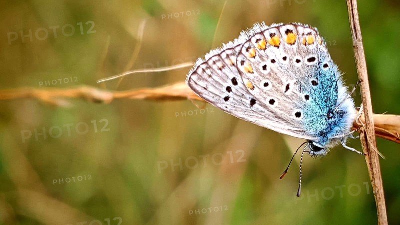 A close-up of a colourful butterfly, the Common Blue (Polyommatus icarus), resting on a blade of grass in the countryside, Kronach, Frankenwald nature park Park, Upper Franconia