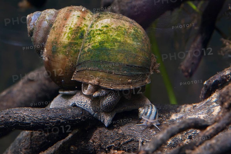 Danube river cover snail, Viviparus acerosus, gastropoda, mollusca, snails, molluscs