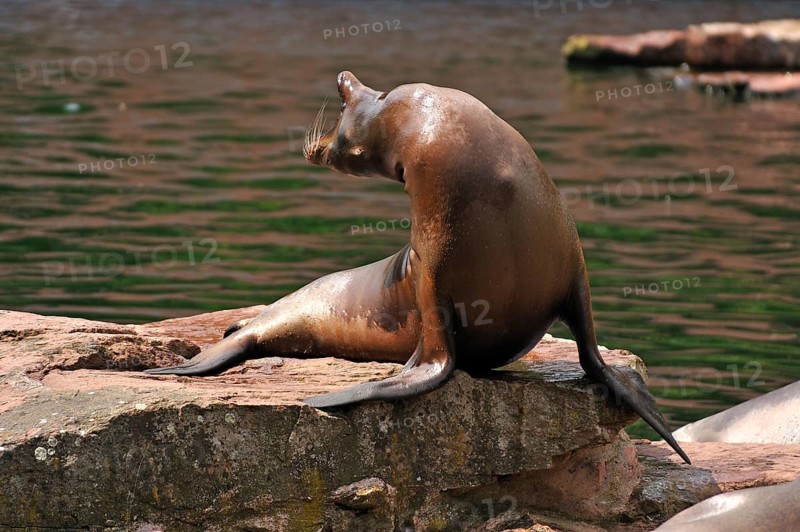 A roaring sea lion (Zalophus californianus) on a rock, Nuremberg Zoo, Am Tiergarten 30, Nuremberg, Middle Franconia, Bavaria, Germany
