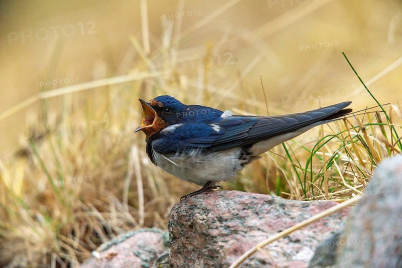 Hirundo rustica, barn swallow, birds, passeri, swallows, songbirds, birds