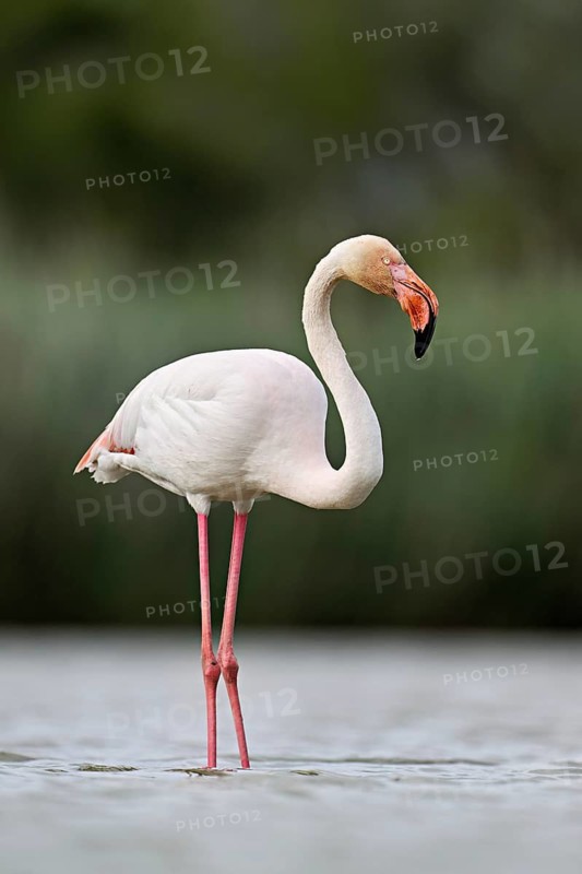 A greater flamingo (Phoenicopterus roseus), standing in the water, Camargue Regional Nature Park, southern France, France
