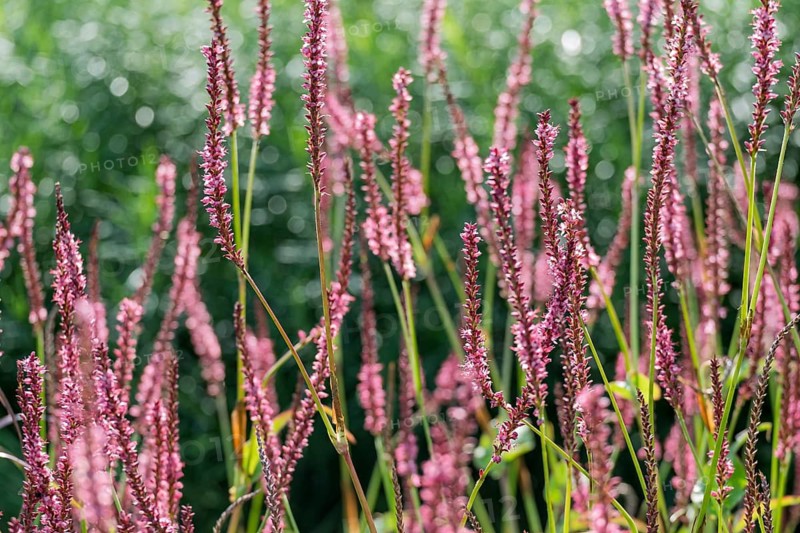 Candle-leaved knotweed (Persicaria amplexicaulis), Netherlands