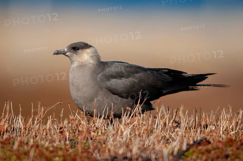 Arctic hunter, arctic skua, arctic tern, Norway, parasitic hunter, parasitic skua, parasite predatory gull, stercorarius parasiticus, varanger, birds, charadriiformes, limikolen, predatory gulls, stercorariidae, birds