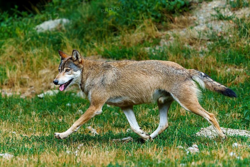 Timberwolf, wolf, American wolf (Canis lupus lycaon), Germany, a wolf trots energetically across a grassy area in a natural setting