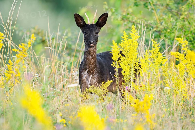 European roe deer (Capreolus capreolus), black roe deer, roebuck standing in a wild meadow, Lower Saxony, Germany, Lower Saxony, Germany