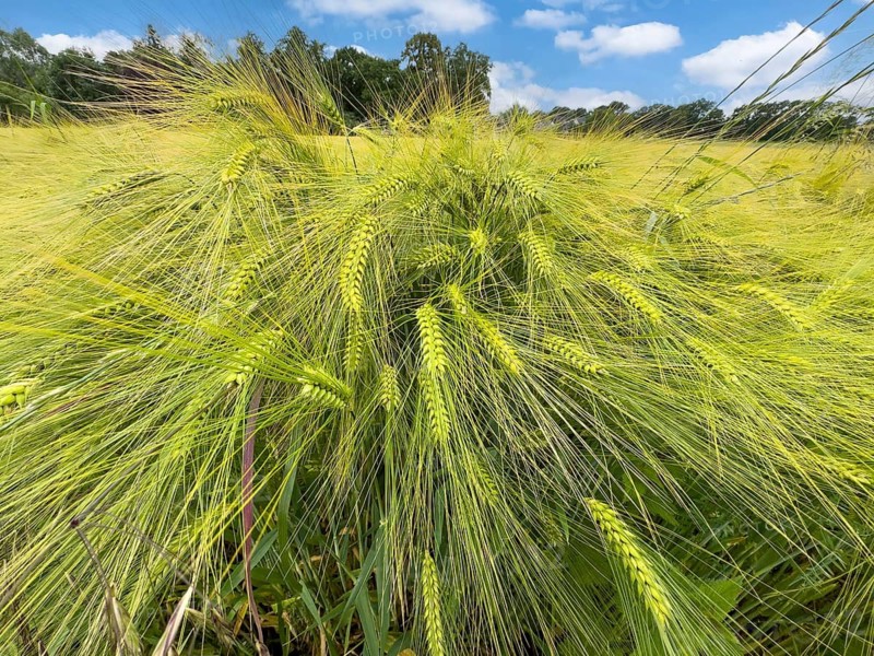 Wide-angle close-up of barley (Hordeum vulgare) in a large field, plant species from the sweet grass family, Germany
