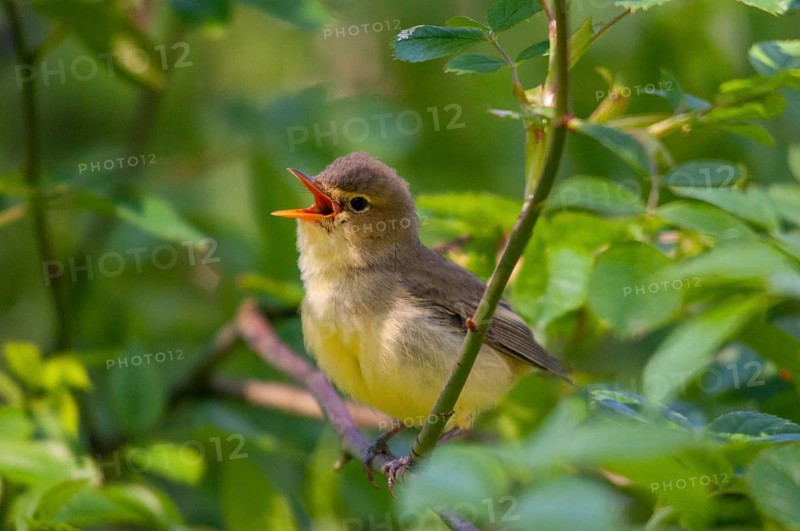 Yellowspotter, Hippolais Icterina, Icterine Warbler, Sweden, Birds, Song, Passeri, Singing, Songbirds, Sweden, Birds, Öland