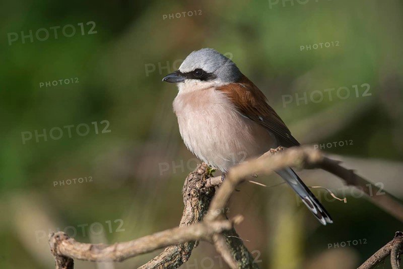 Lanius Collurio, red-backed shrike, redback shrike, birds, male, passeri, songbirds, songbirds, birds, shrikes