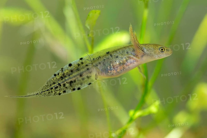 Great Crested Newt, Crested Newt, Northern Crested Newt, Triturus Cristatus, Amphibians, Amphibians, Larva, Larva, Amphibian, Northern Crested Newt, Warty Newt