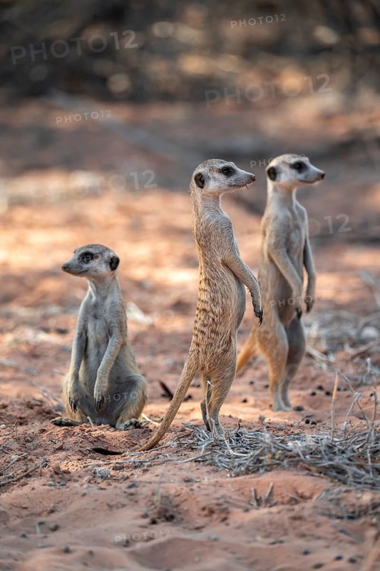 Standing meerkat (Suricatta suricata), on guard, Kgalagadi Transfrontier Park, Northern Cape, South Africa