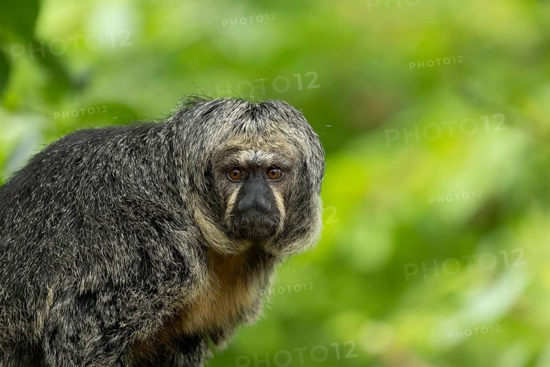 A monkey looking directly at the camera against a blurred background, adult Saki monkey by Isabel's monk, Pithecia Isabela, sitting on a tree, captive, Apenheul, Netherlands