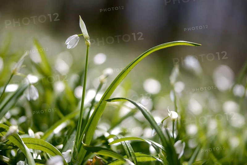 Alliaceae, Allium paradoxum, Berlin leek, leek family, neophyte, strange leek, miracle garlic, few-flowered garlic, few-flowered leek, flora, invasive species, plants, plants