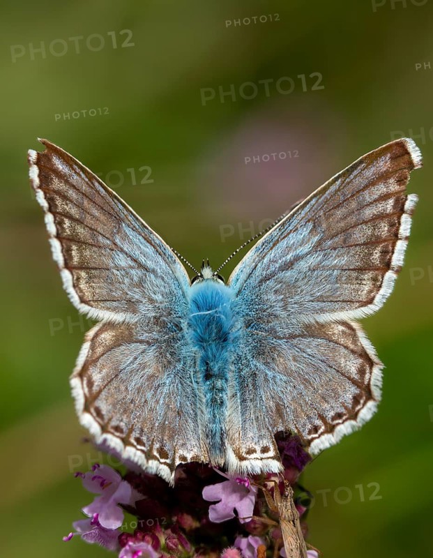 Lysandra coridon, polyommatus coridon, silverblue, silver-green blue, silver-green blue, butterfly, chalkhill blue, high size, portrait format, insects, butterflies, butterflies, butterflies