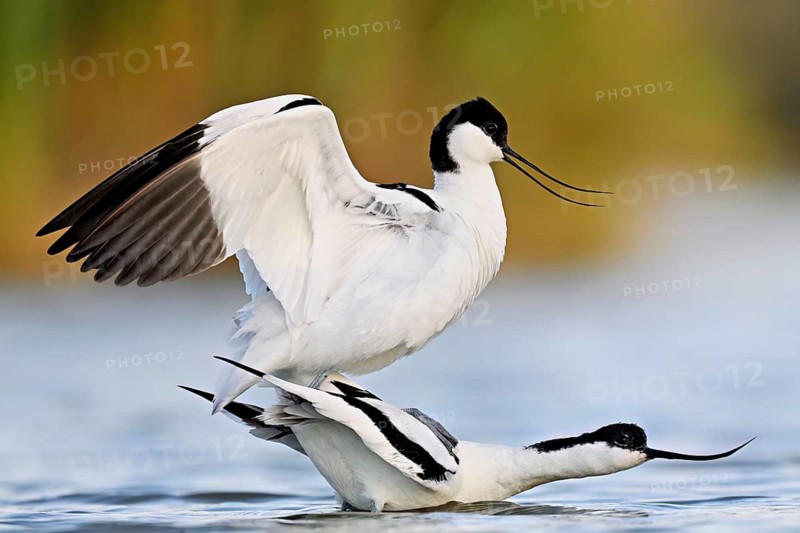 Avocet (Recurvirostra avosetta), a pair mating in shallow water, Camargue Regional Nature Park, southern France, France