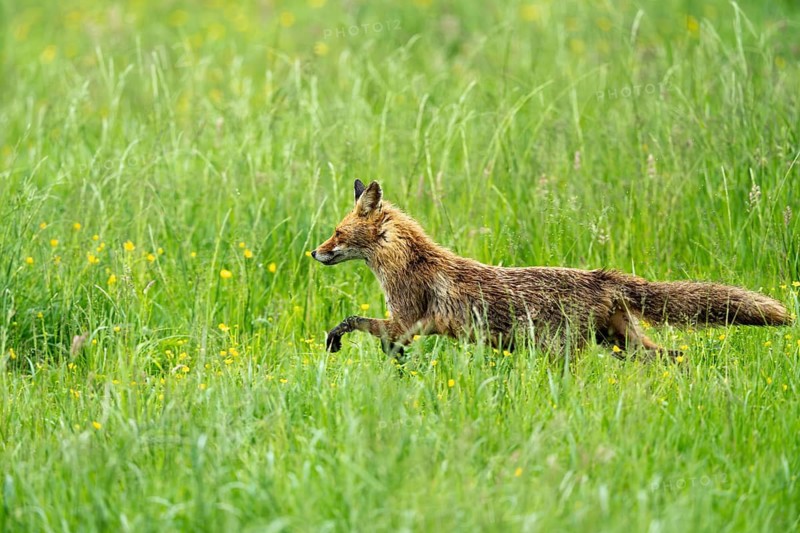 Red fox (Vulpes vulpes), Vulkaneifel, Rhineland-Palatinate, Germany