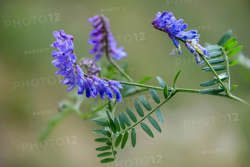 Fabaceae, butterflies, tufted vetch, vicia cracca, bird vetch, flora, plants, plants