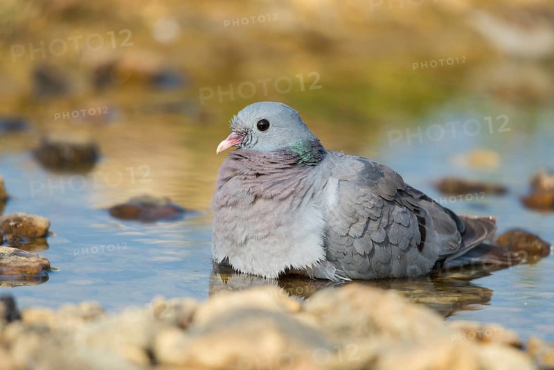 Columba Oenas, Holdove, Stock Pigeon, Bath, Bathe, Bird Bath, Birds, Columbidae, Doves, Doves, Potions, Birdbath, Birds, Watering Place