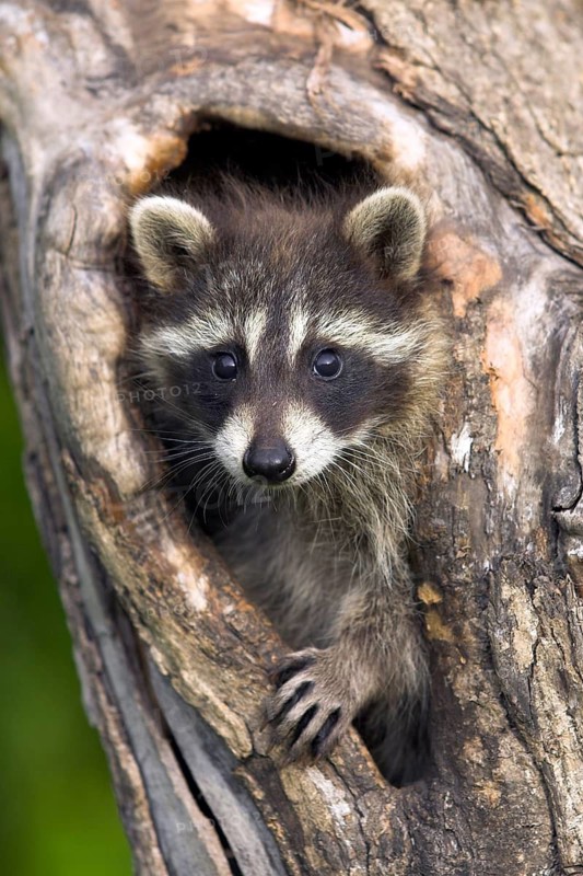 Raccoon (Procyon lotor), Minnesota, USA. A young raccoon peeks out curiously from a tree hollow