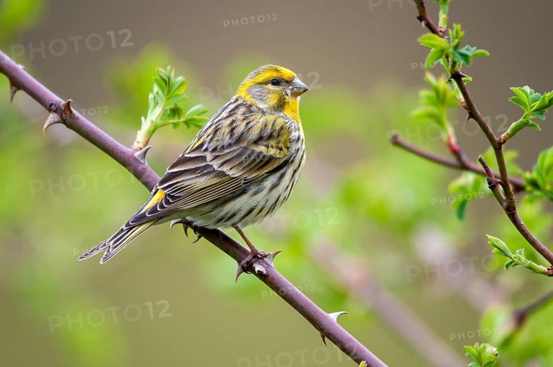 European Serin, serine, serinus serinus, birds, male, passeri, songbirds, birds