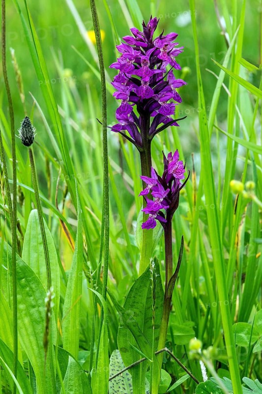 Western marsh orchid (Dactylorhiza majalis), in flower, Fellhorn, Oberstdorf, Oberallgäu, Allgäu, Bavaria, Germany