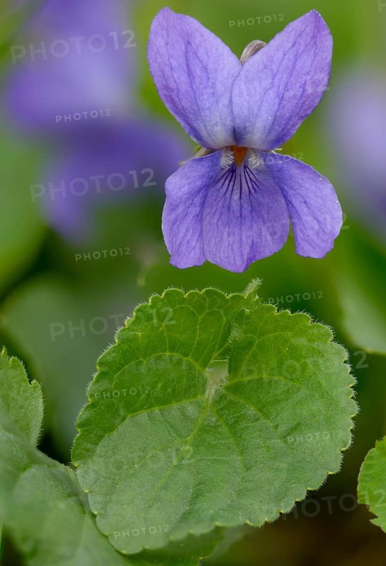 Sweet Violet, Violet, Violet, Viola Odorata, Violaceae, Flora, High Size, Portrait Format, Plants