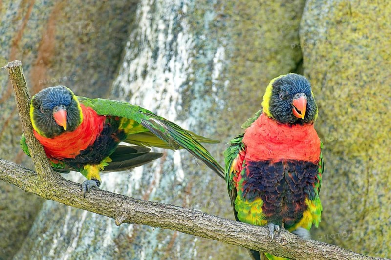 Animal portrait, Forsten's lory (Trichoglossus forsteni), also known as the Bali lory, Old World parrot, bird, captive, found on Sumbawa, the Sunda Islands, Indonesia