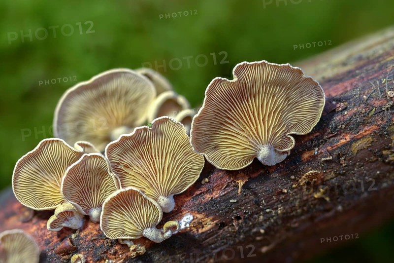Astringent panus, bitter oyster, bitter mussel mushroom, bitter-sharp dwarf ball, oak dwarf ball, tart dwarf ball, luminescent panellus, panellus stipticus, panellus stypticus, stiptic fungus, fungi, fungus, mushrooms