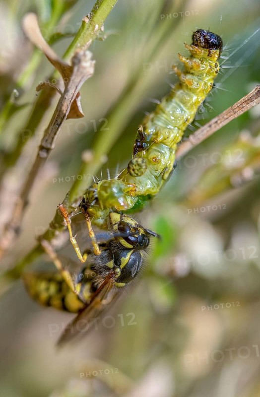 Box tree moth, boxwood moth, boxwood moth, cydalima perspectalis, real wasps, common wasp, hymenoptera, short-headed wasps, vespula vulgaris, yellowjacket, moth, prey, capture, common wasp, wrinkle wasps, high size, portrait format, hunting, inchworm, insects, hunting, moth, caterpillar, butterflies, pest control, wasp, wasp