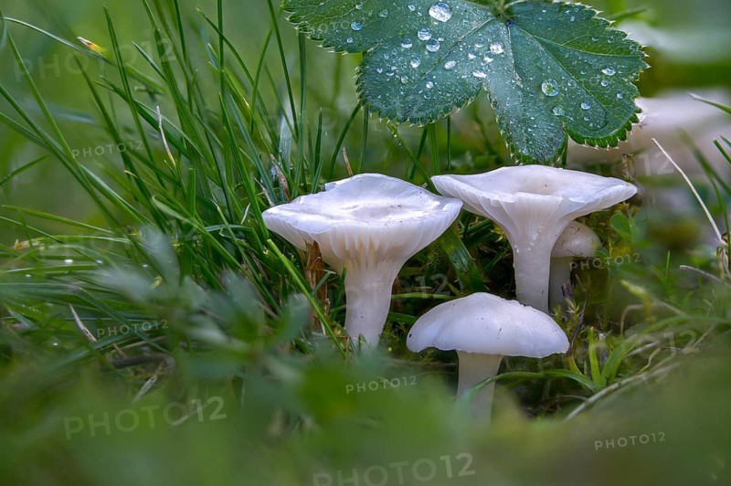 Camarophyllus virgineus, cuphophyllus virgineus, ellerling, glassy white ellerling, hygrocybe nivea, hygrocybe virginea, maiden cellling, snow-white ellerling, white sapling, white meadow celery, fungi, mushrooms, snowy waxcap