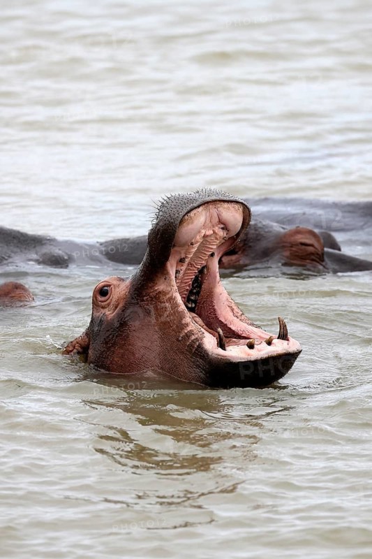 Hippopotamus (Hippopotamus amphibius), adult, in the water, yawning, menacing, portrait, iSimangaliso Wetland Park, KwaZulu-Natal, South Africa