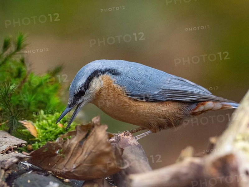 Ein Eurasian Nuthatch, North Rhine-Westphalia, Germany