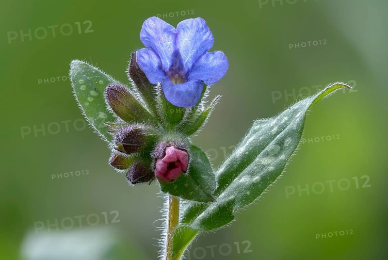 Boraginaceae, Common Lungwort, Lungwort, Mary's Tears, Our Lady's Milk Drops, Pulmonaria Officinalis, Roughleaf, Common Lungwort, Flora, Lungwort, Plants