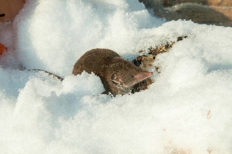 Crocidura Russula, Greater White-Toothed Shrew, House Shrew, Insectivora, Insectivora, Mammals, Snow, Snow, Shrew, Mammals, Winter