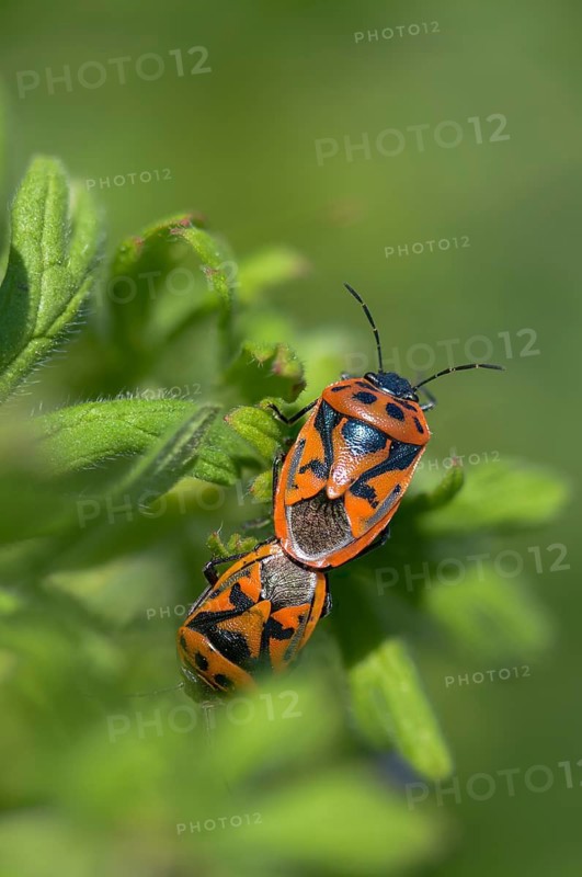 Eurydema ornata, Eurydema ornatum, vegetable bug, heteroptera, pentatomidae, ornamental bug, black-backed vegetable bug, tree bugs, high size, portrait format, insects, bugs