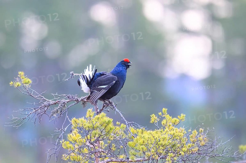Örebro County, Sweden: A black grouse (Lyrurus tetrix) perches on a tree with its wings spread out in a spring-like setting