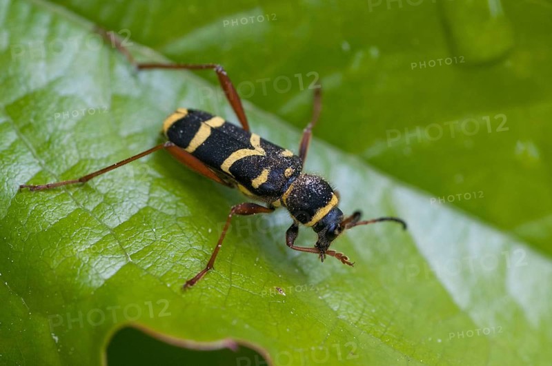 Clytus arietis, common ram ram, ram ram, beetle, longhorn, coleoptera, insects, insects, beetles, wasp beetle