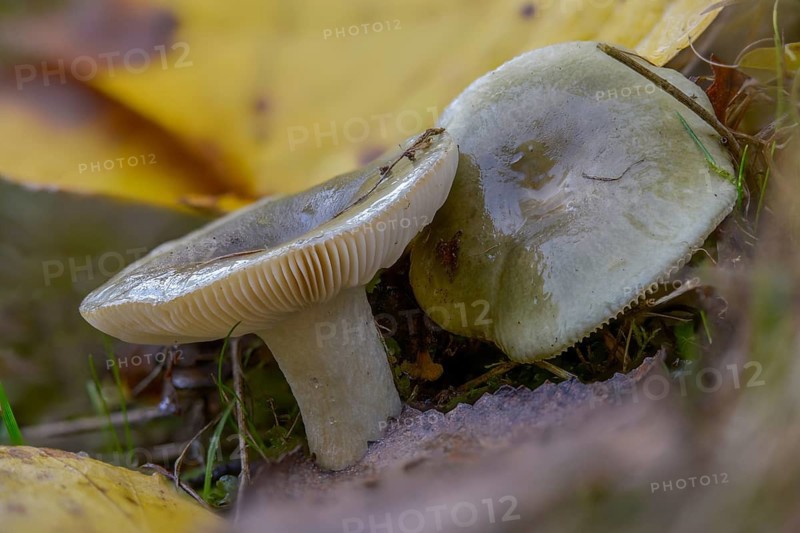 Grass-green Birch Tree, Grass Green Russula, Green Russula, Tacky Green Russula, Fungus, Mushrooms, Russula Aeruginea